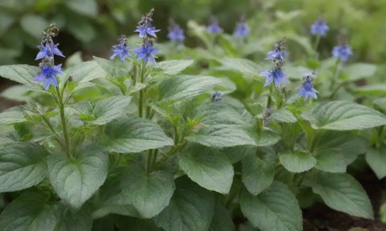 Jardín vibrante con borage y ruibarbo